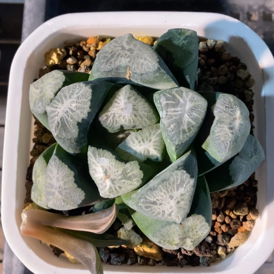 十二卷一颗实生超级万象 特价