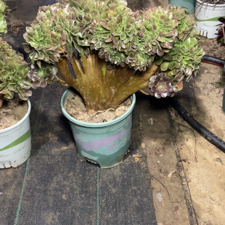 23玫瑰缀多肉植物多肉