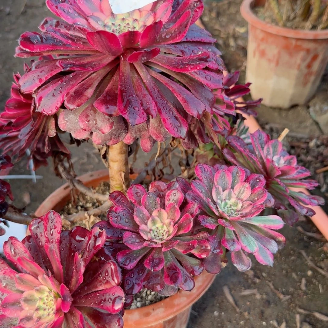 月婵法师多肉882