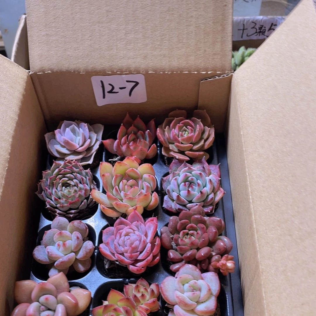 【闪购商品】12颗-7