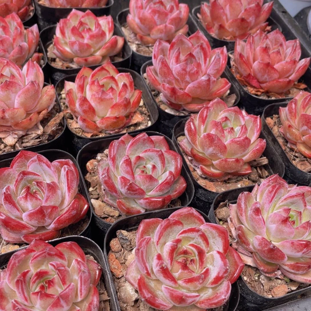 687号 冰透夜魔侠单头一个