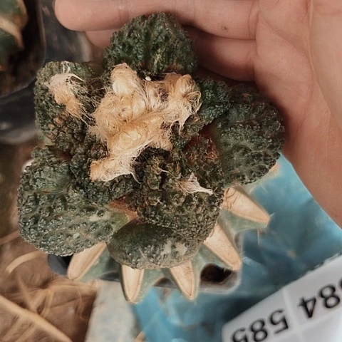 955牡丹草球嫁接仙人球