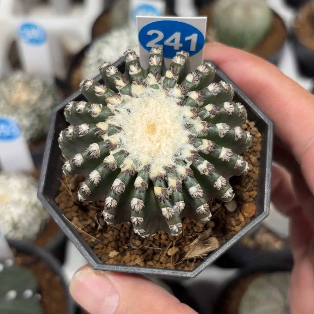 241实生奇特球带盆带土发货