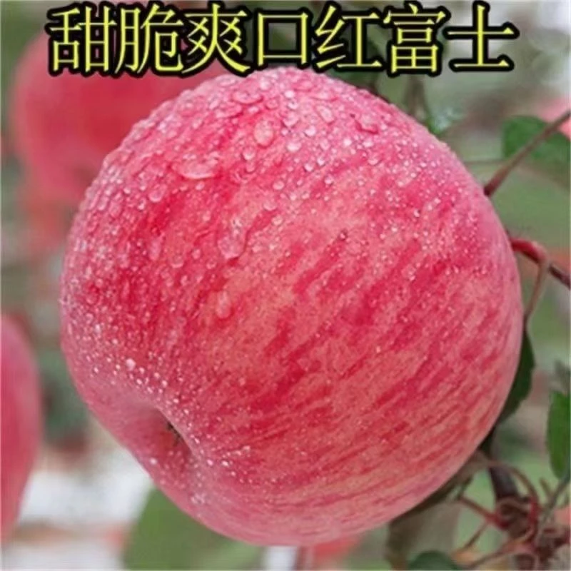 嫁接脆甜苹果树苗品种多规格齐全产量高水果