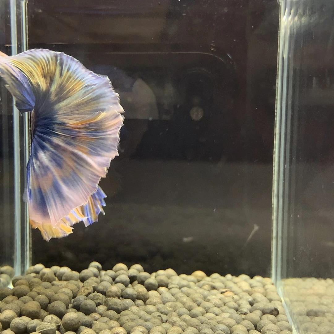 海水鱼七弟泰国斗鱼14