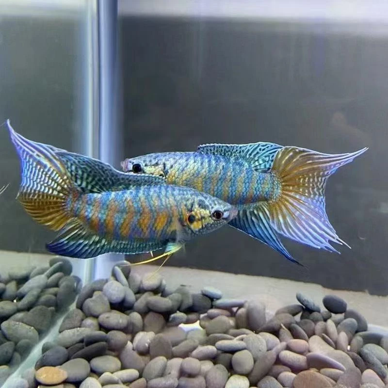 三代改良国斗巨普蓝叉澳火好看新手简单上手