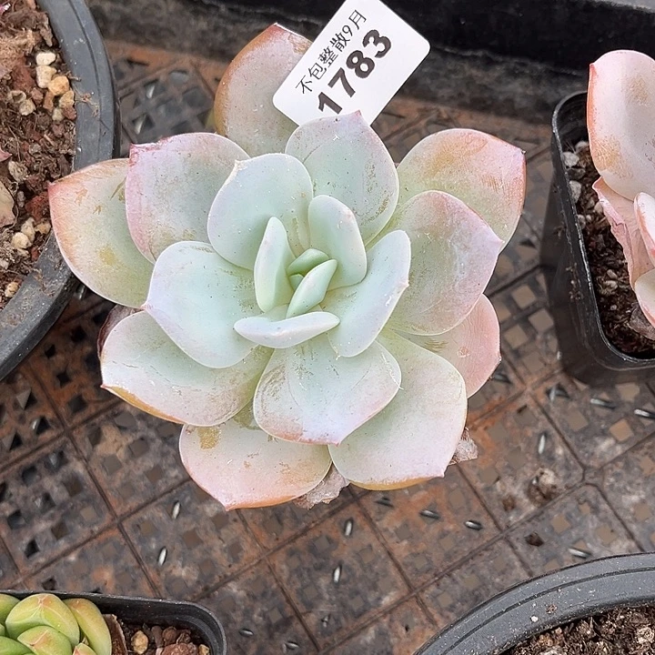 阿雅园艺。        1783雪莲杂
