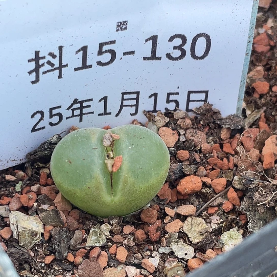 薄****15-130肉锥多肉植物