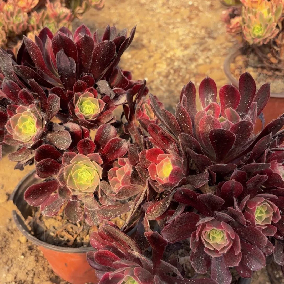 美杜莎老桩两颗冷棚9.9