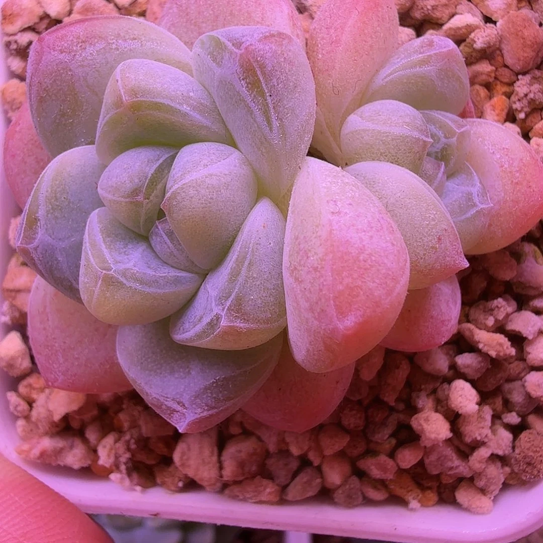 精控冰玉一物一拍