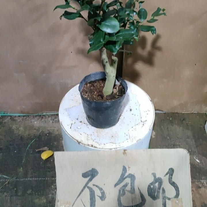 836鱼尾茶，原盆原土发货，不包邮