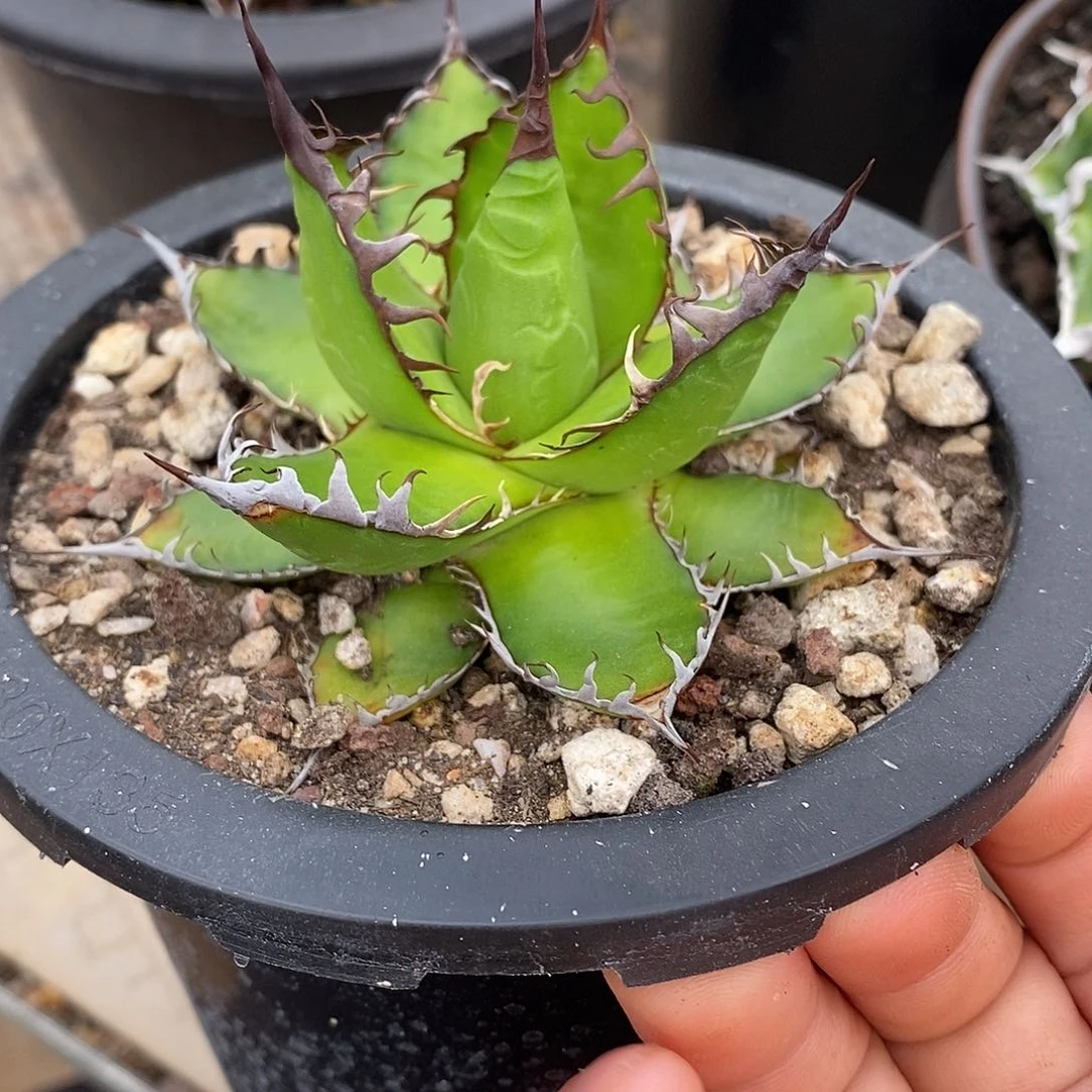 多肉植物龙蛇兰植物