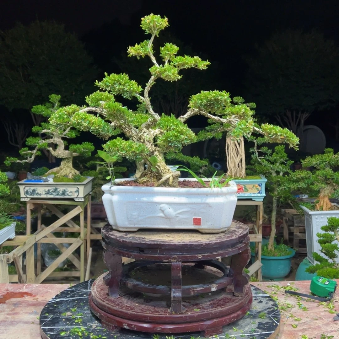 无花朵广东皱皮雀舌黄杨