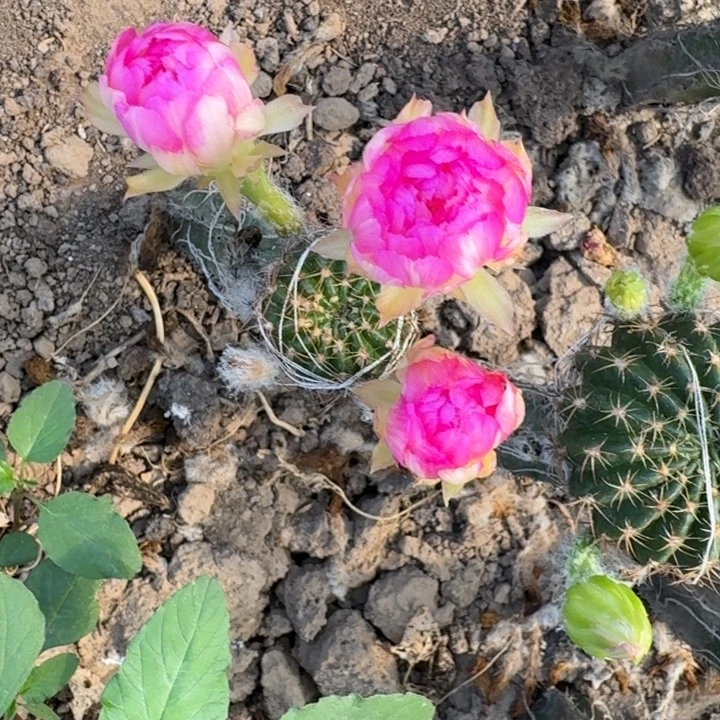 383秀普嫁接丽花斑掰花很小