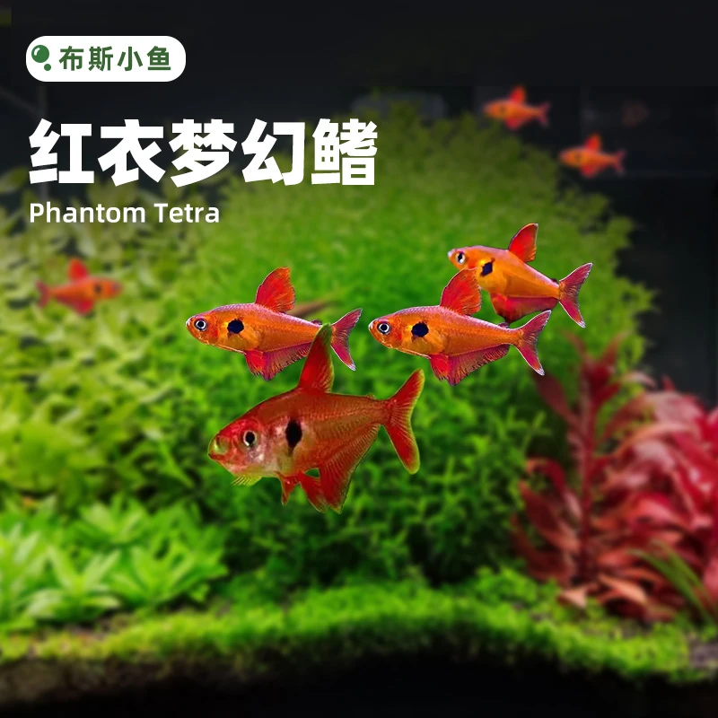 布斯小鱼 红衣梦幻鳍 小型观赏鱼