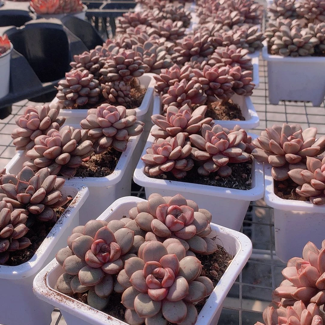 三头葡萄群94949497979497