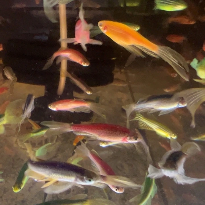 短鲷鱼斑马混搭10