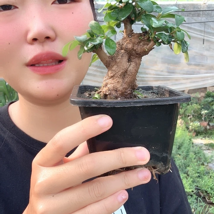 云***客无花朵还好吧宝贝宝贝