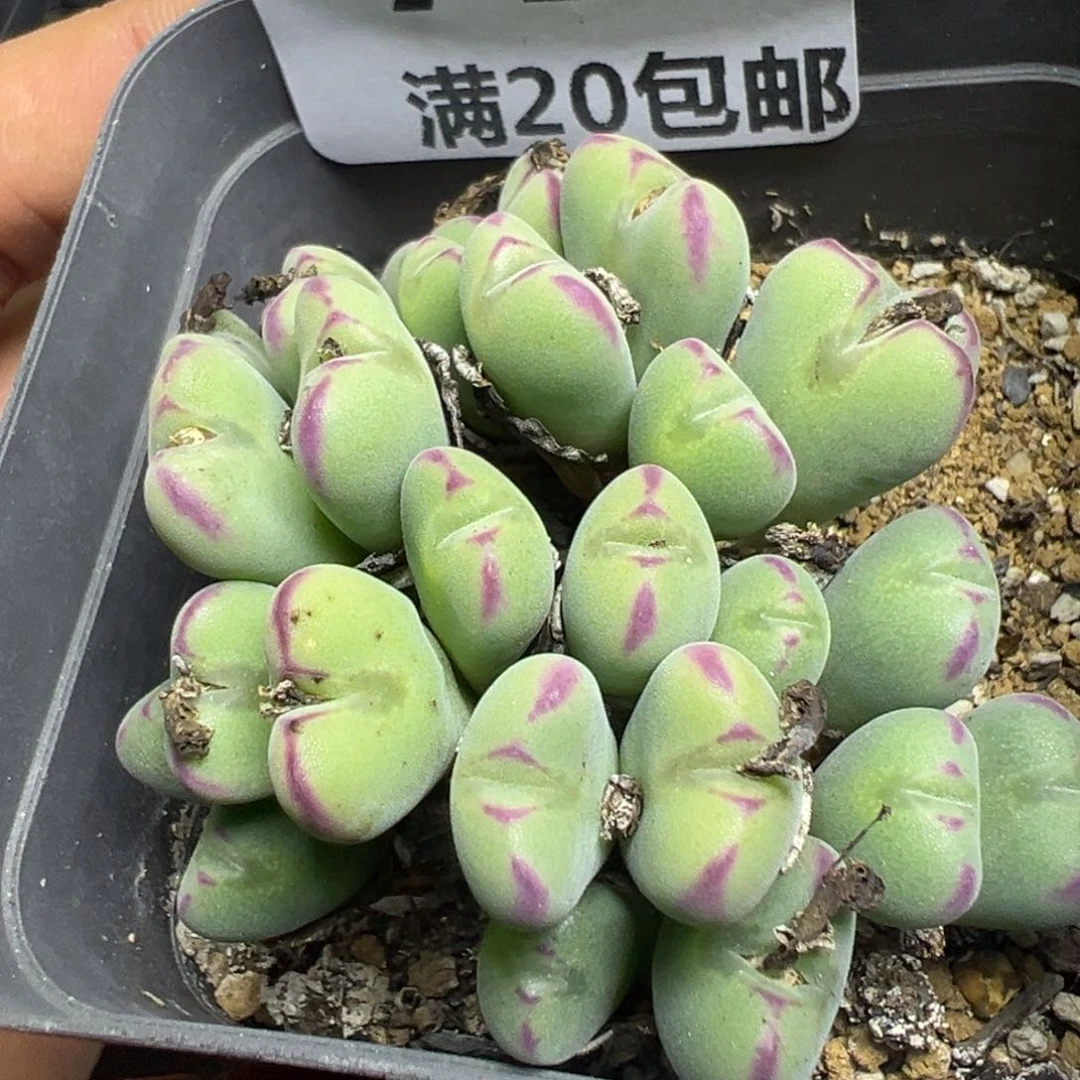 【闪购商品】 728。