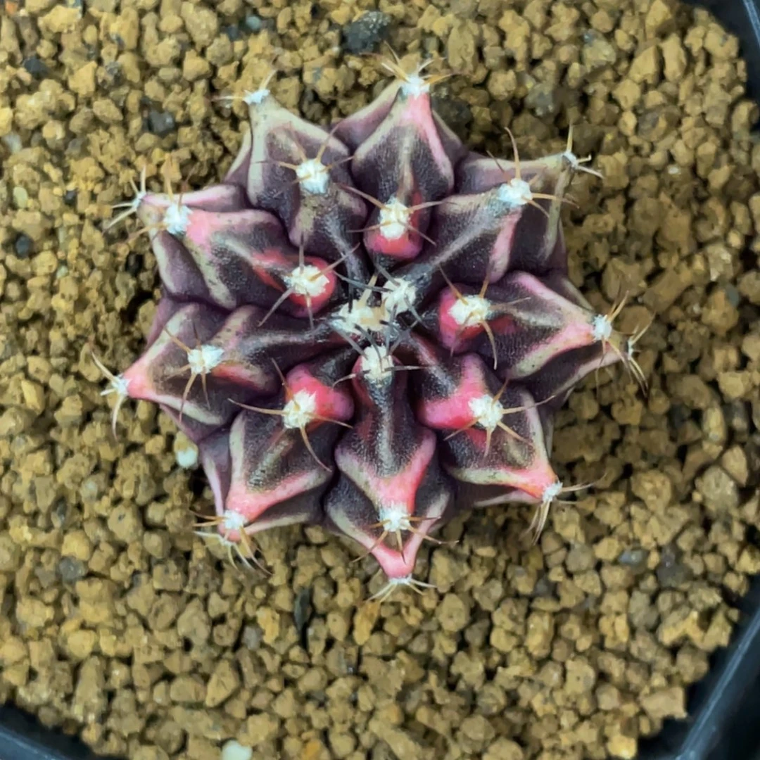 当前无花朵，栽培后可花朵黑粉V背锦