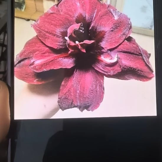 当前无花栽培后可以开花绣球6厘米裸根球