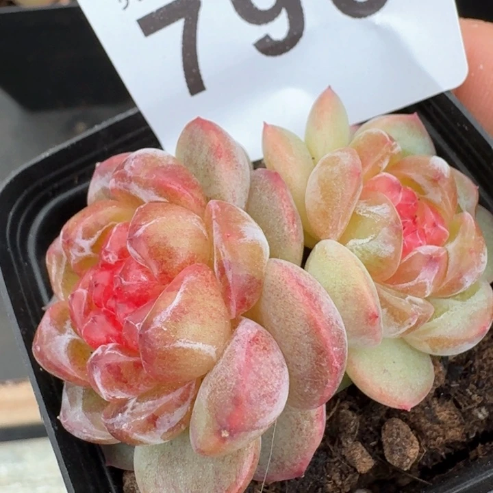 拿铁奶沫       精品多肉         今日新品上新多肉植物