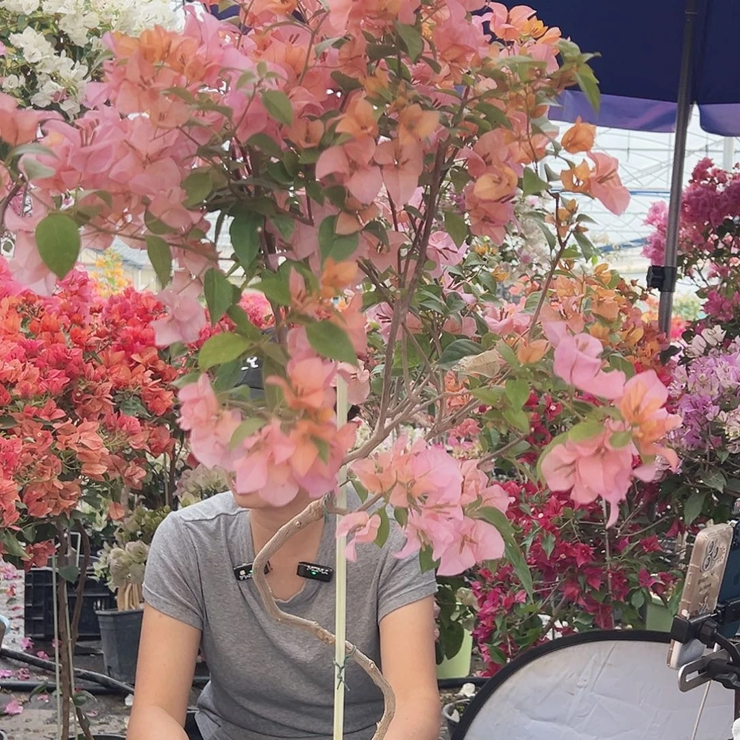 C***i大部分花苞少量开放F70金发女郎