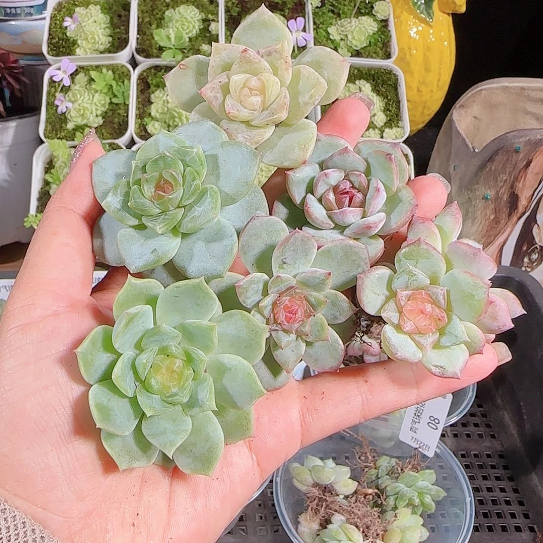 0722-:-9糖心珍妮