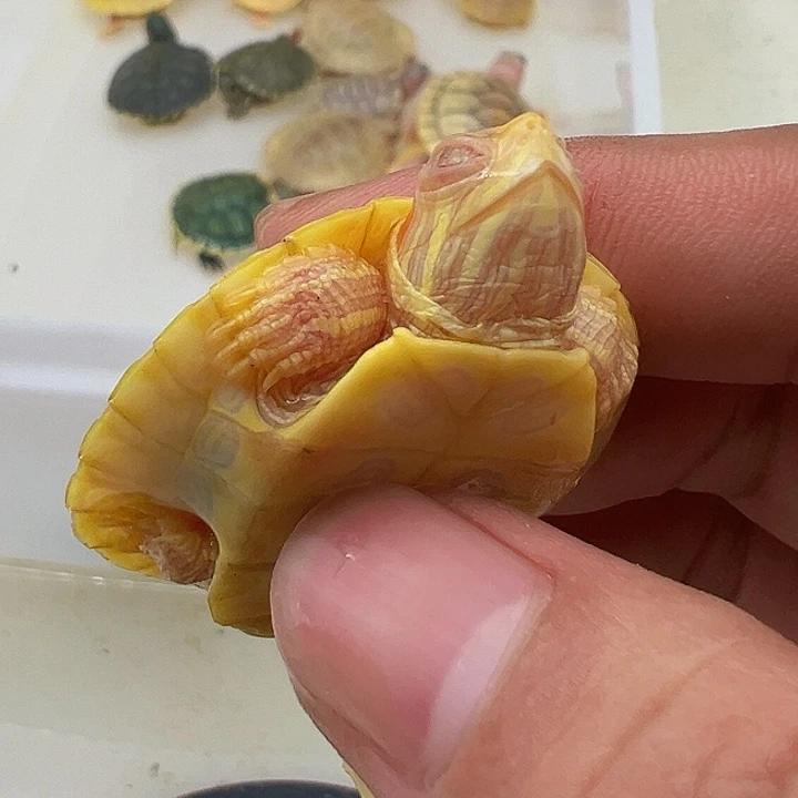 绿毛龟母巴西龟11111