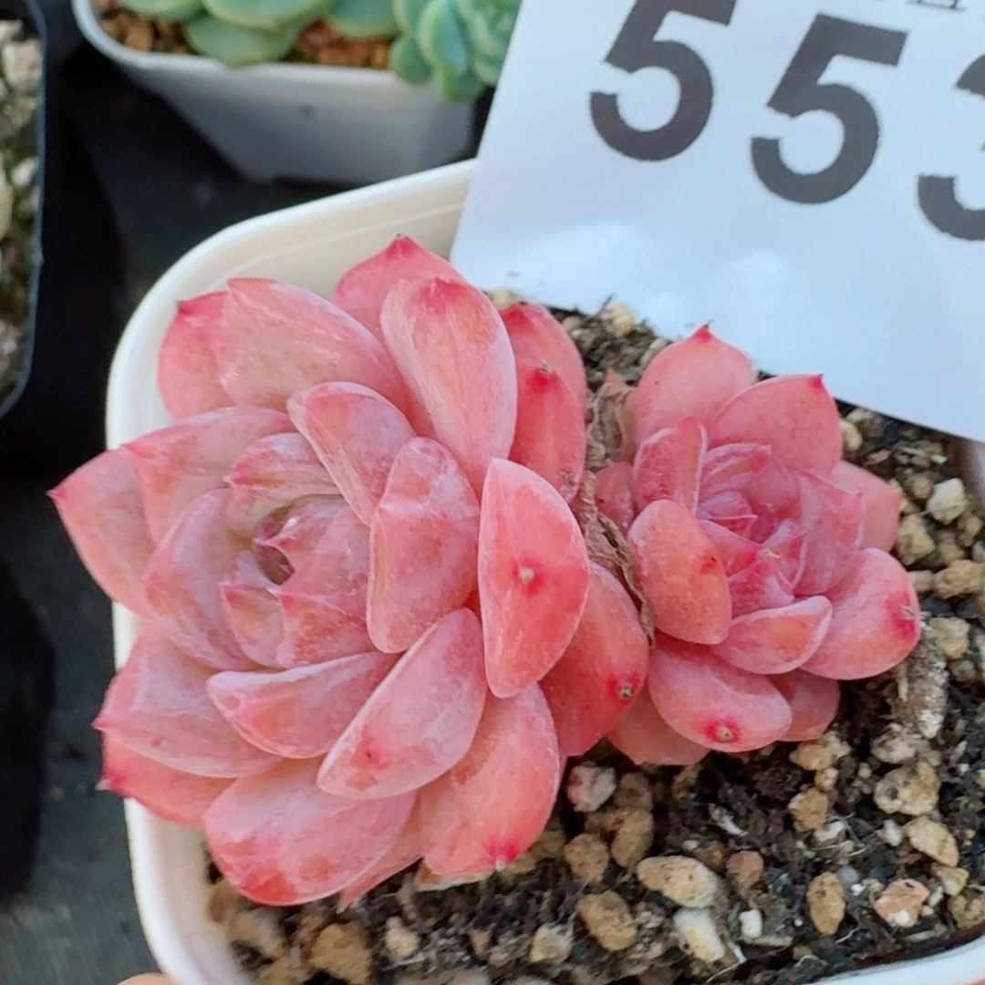 云岚          开播福利