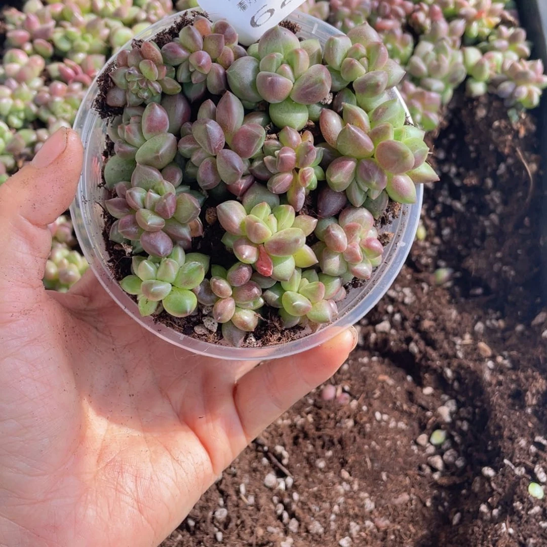 糕大上多肉植物622