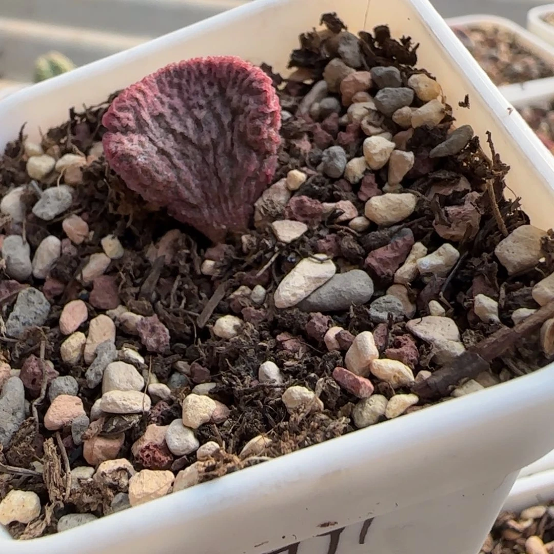 实生水泡多肉91号