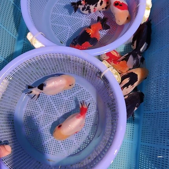 沐***七金鱼124兰寿两只特价顺丰包邮