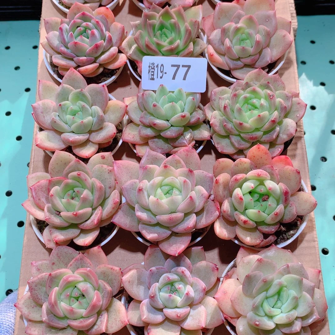 19-77一物一拍多肉带盆18颗