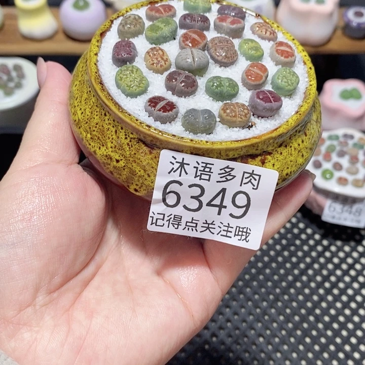 带盆土植物 一物一拍6349