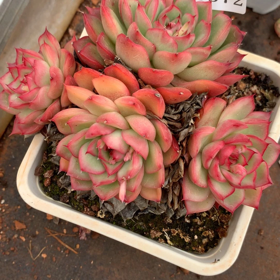 3372杂交多肉植物