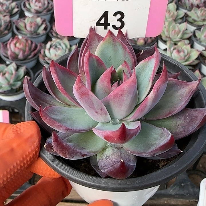 43 惊鸿仙子多肉植物6-9cm