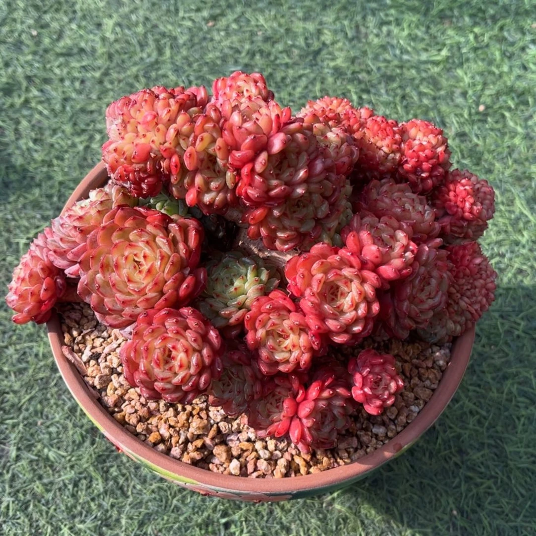 白胖子树一物一拍