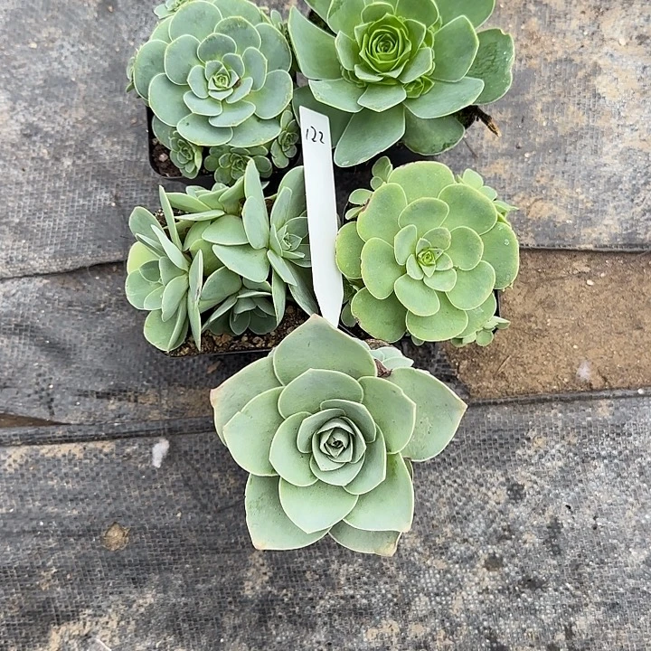 幻***想山地玫瑰一物一拍，带盆发122号