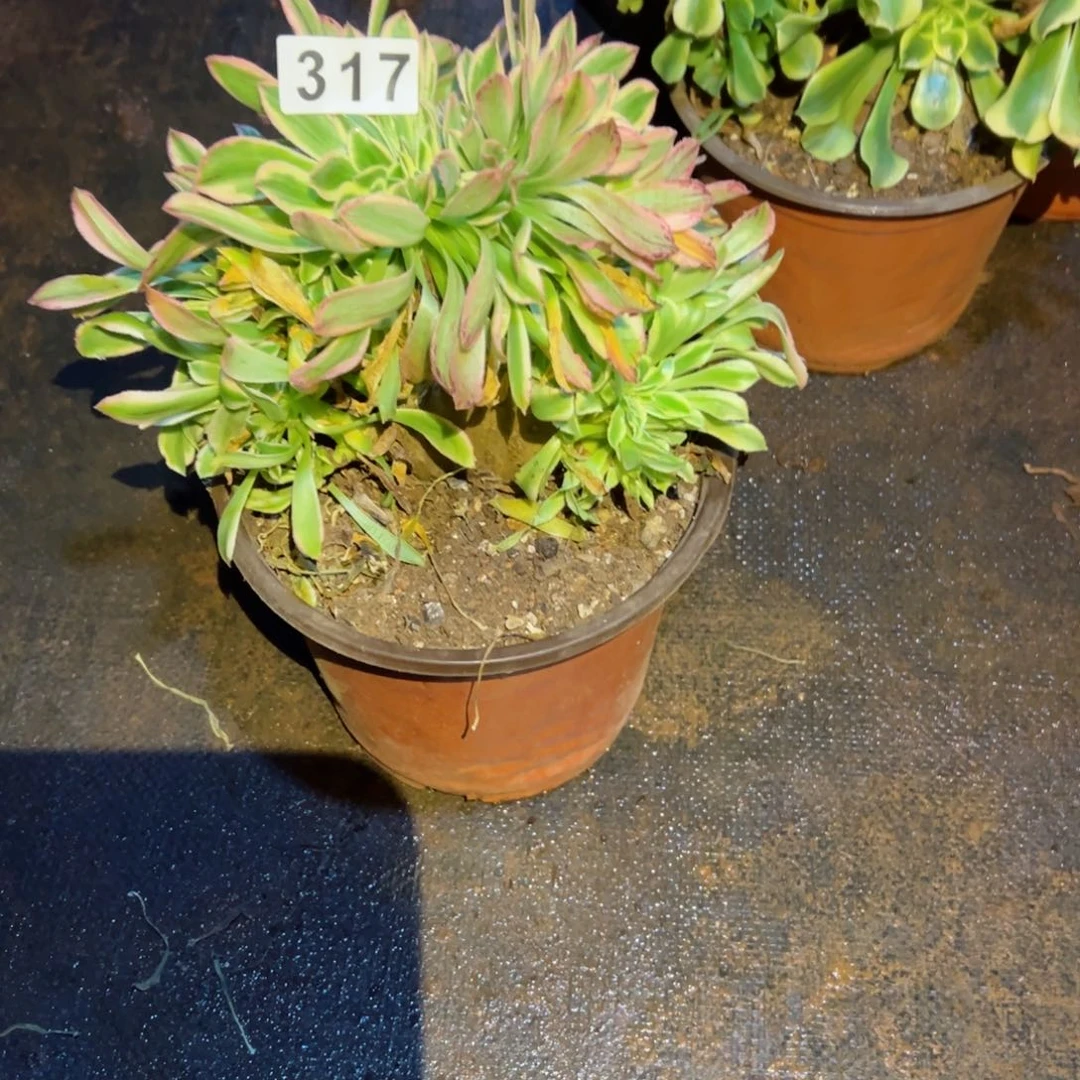 317 号多肉植物福利