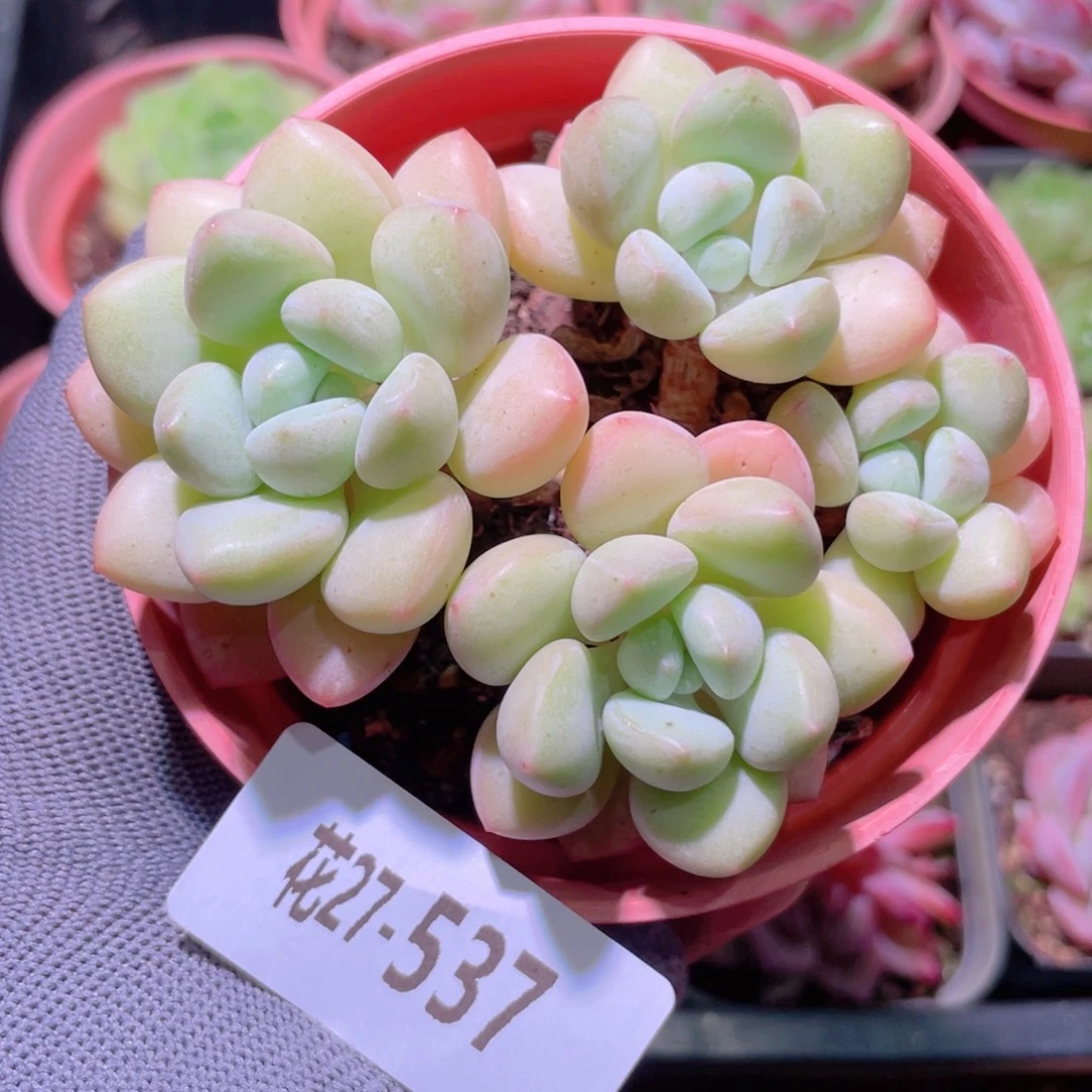 花利美27-537泡泡糖