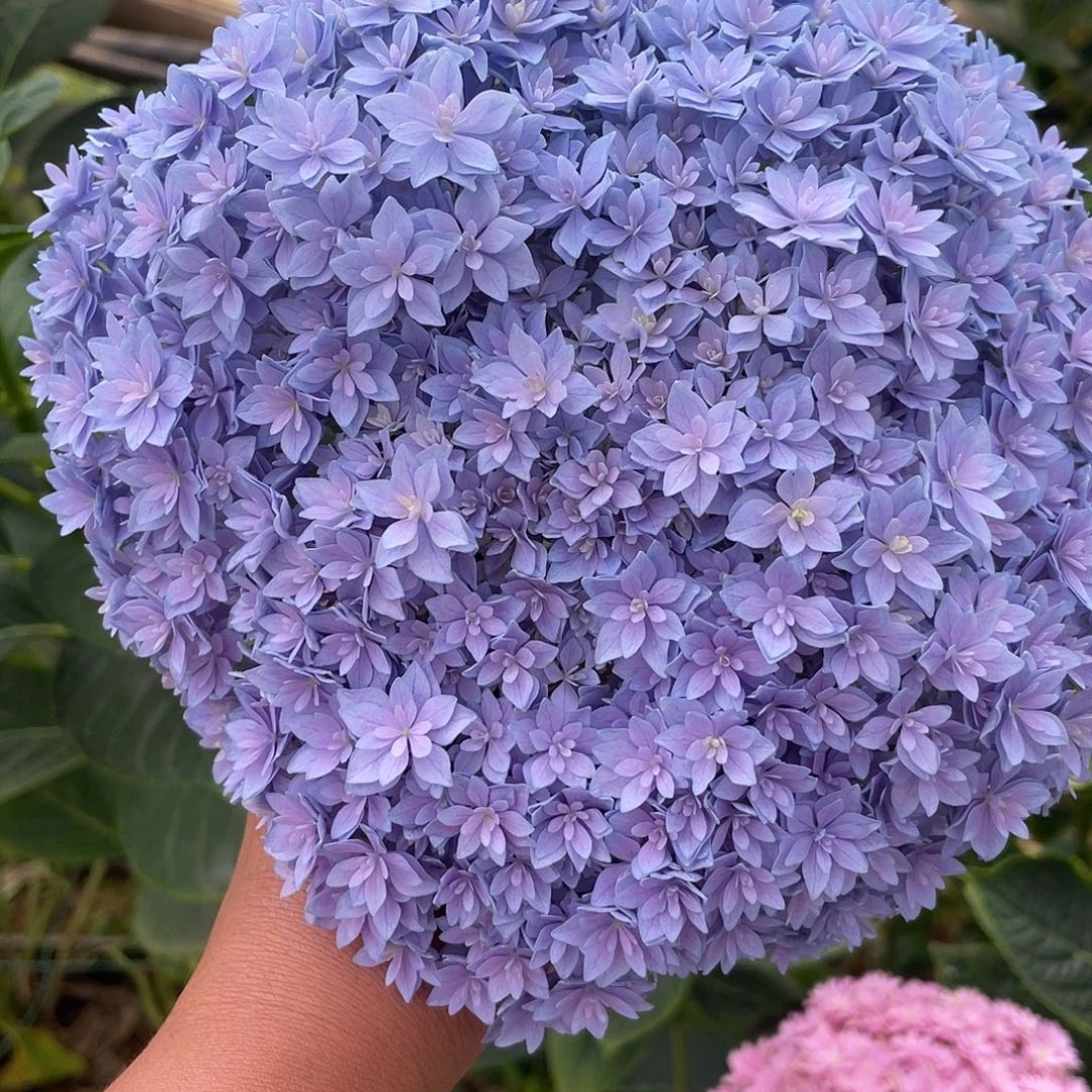 绣球切花一物一拍3枝起包邮，20