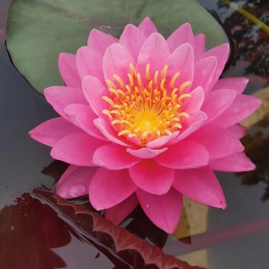 [曼垃]中型耐寒睡莲水缸池塘庭院盆栽带花苞发货