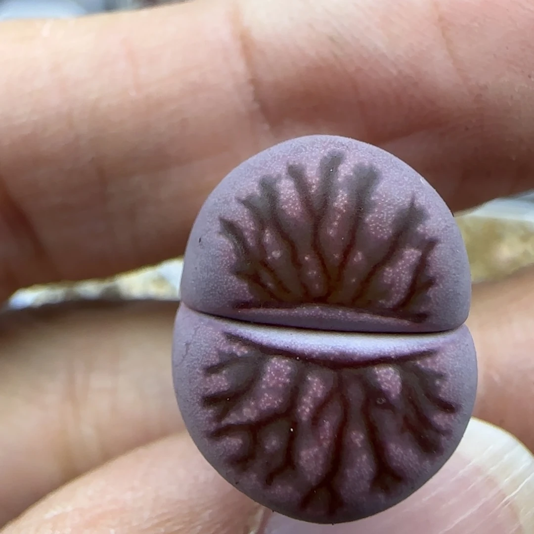 234紫菊清框福利30包邮