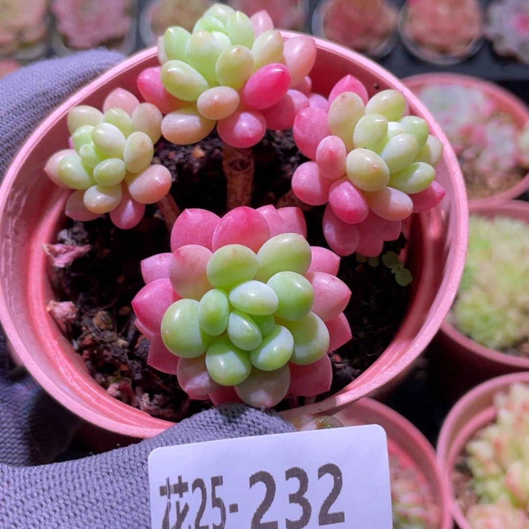 花利美25-232鱼子酱