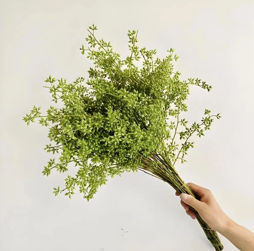 小米果香樟果高级百搭干花永生花