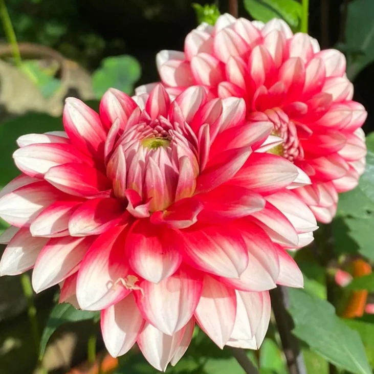 【草莓圣代】花开四季！种球多年生新手好养绿植盆栽