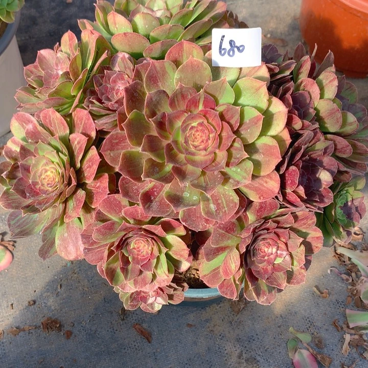 蓝*花680花月夜精品法师多肉