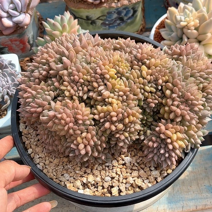 寄养多肉植物一物一拍