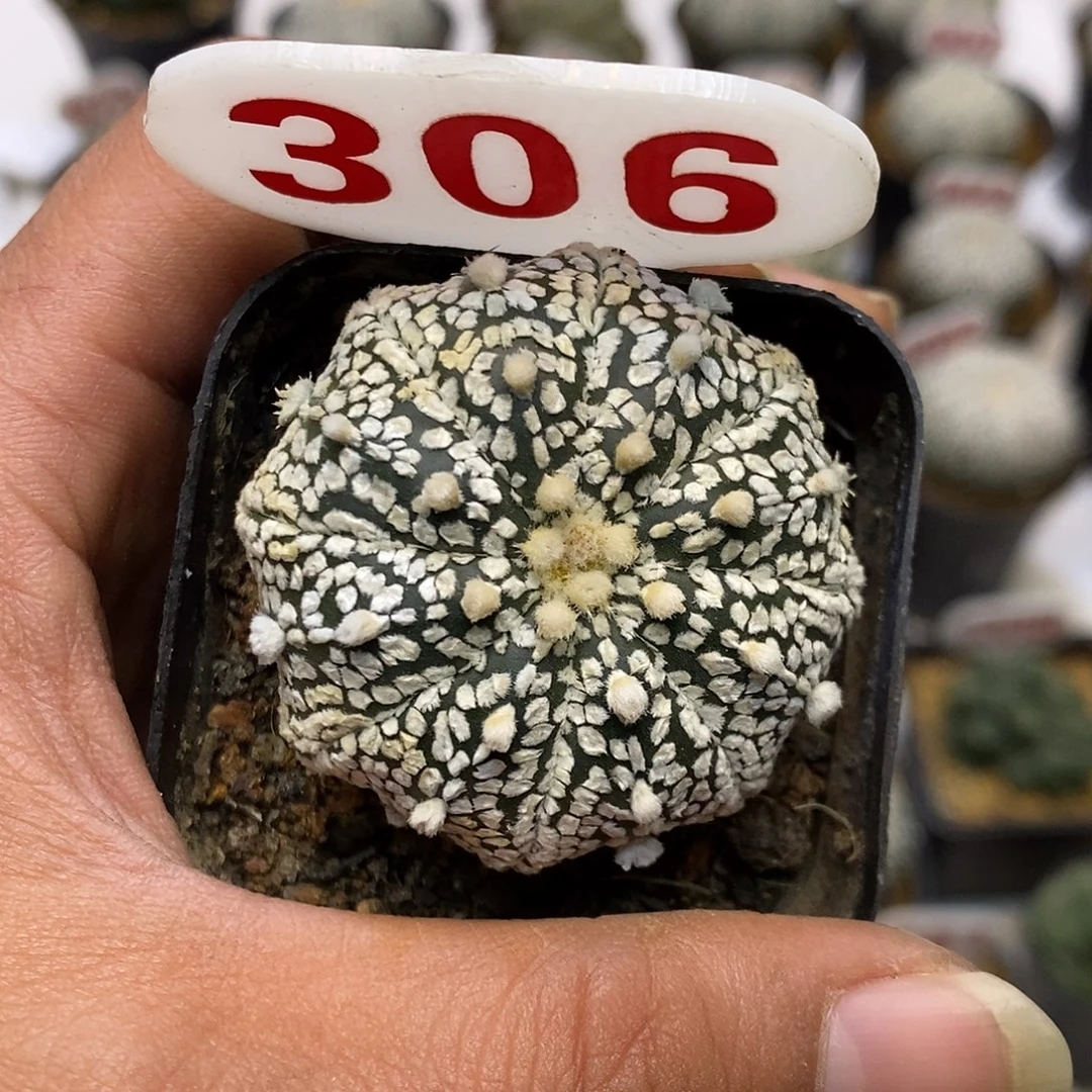 306福利特价咯打榜帖